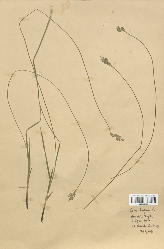 Carex brizoides (Cyperaceae)