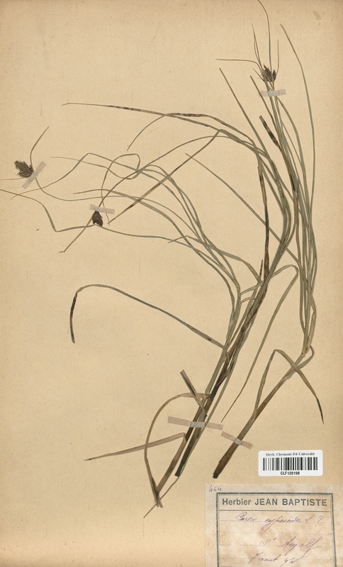Carex cyperoides (Cyperaceae)