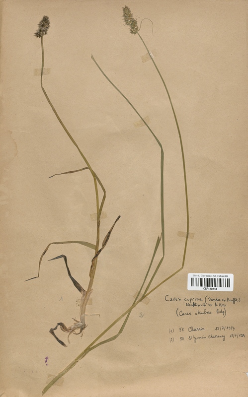 Carex cuprina (Cyperaceae)
