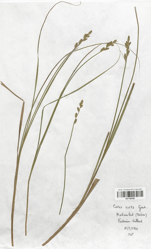 Carex curta (Cyperaceae)