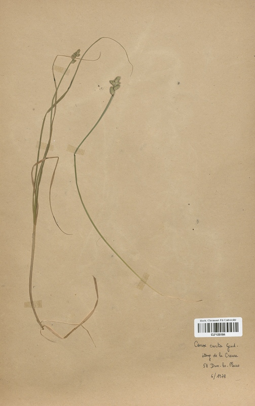 Carex curta (Cyperaceae)