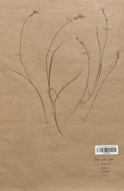 Carex curta (Cyperaceae)