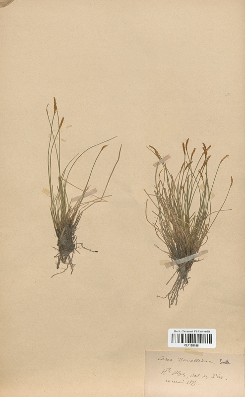 Carex davalliana (Cyperaceae)