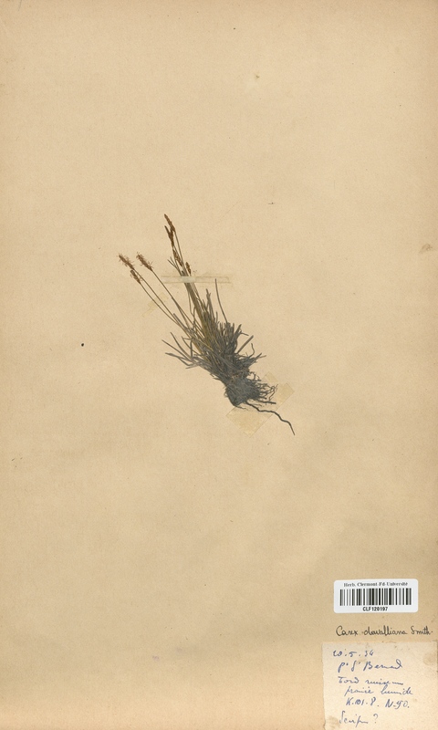 Carex davalliana (Cyperaceae)