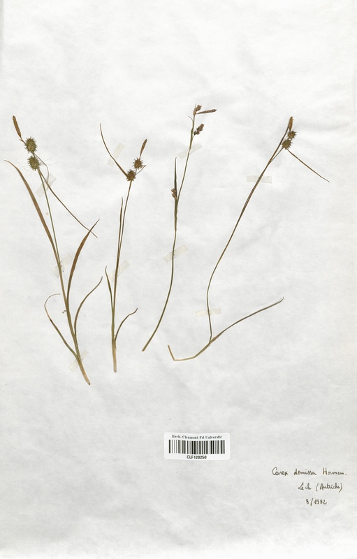 Carex demissa (Cyperaceae)