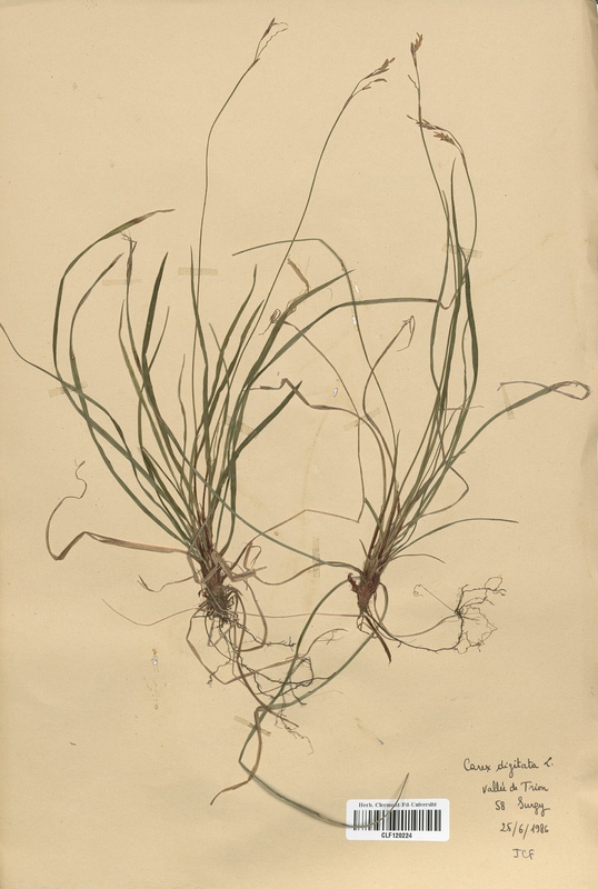 Carex digitata (Cyperaceae)