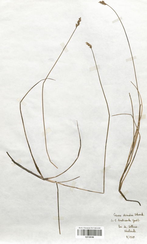 Carex diandra (Cyperaceae)