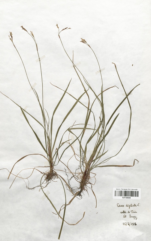 Carex digitata (Cyperaceae)