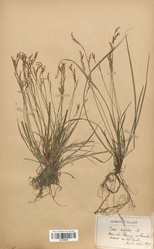 Carex digitata (Cyperaceae)
