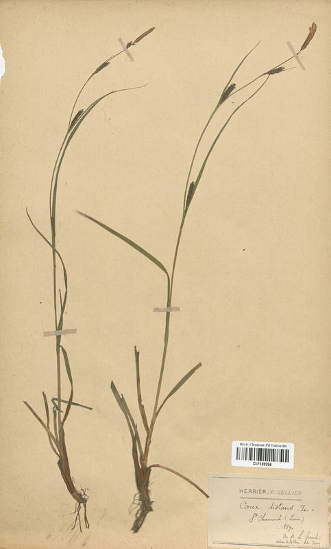 Carex distans (Cyperaceae)