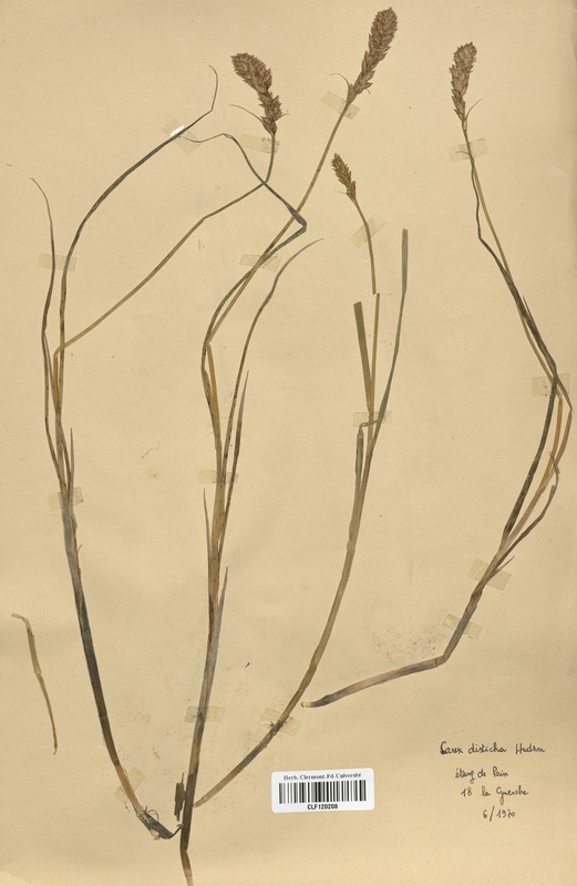 Carex disticha (Cyperaceae)