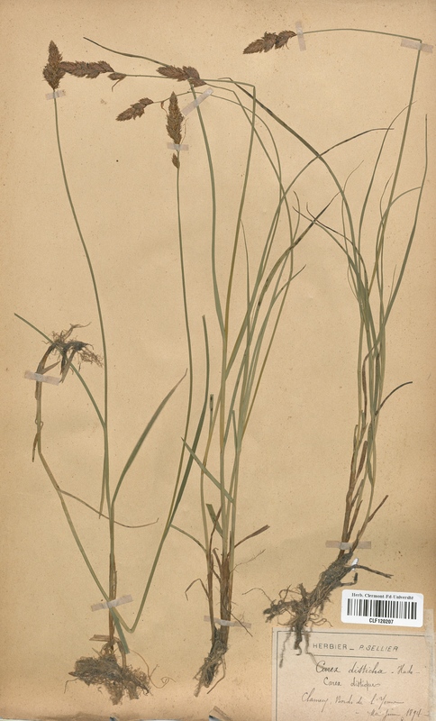 Carex disticha (Cyperaceae)