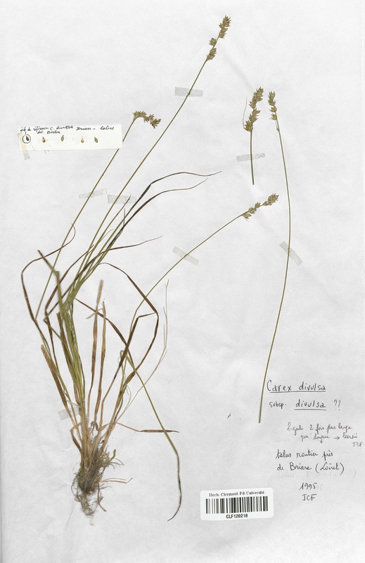 Carex divulsa (Cyperaceae)