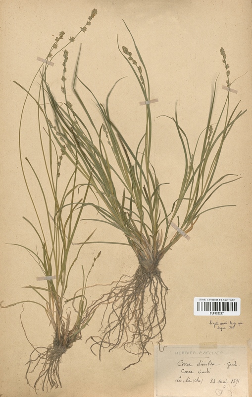 Carex divulsa divulsa (Cyperaceae)