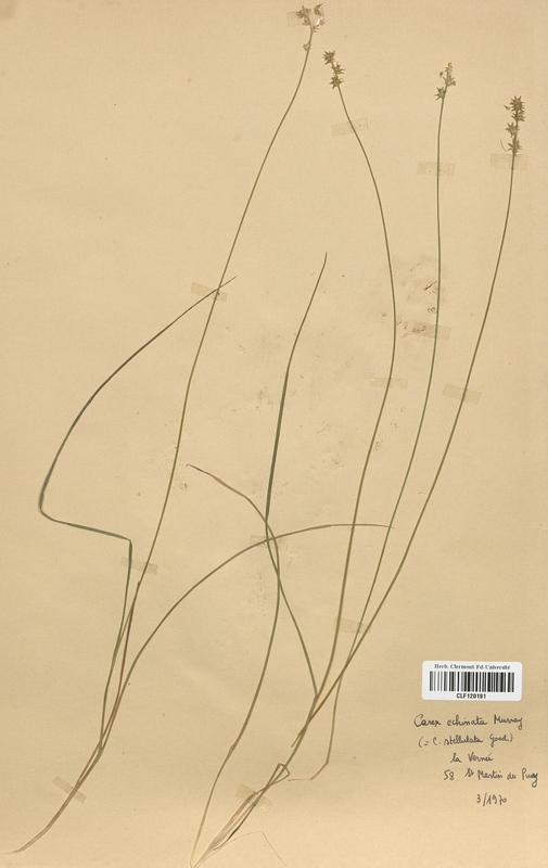 Carex echinata (Cyperaceae)