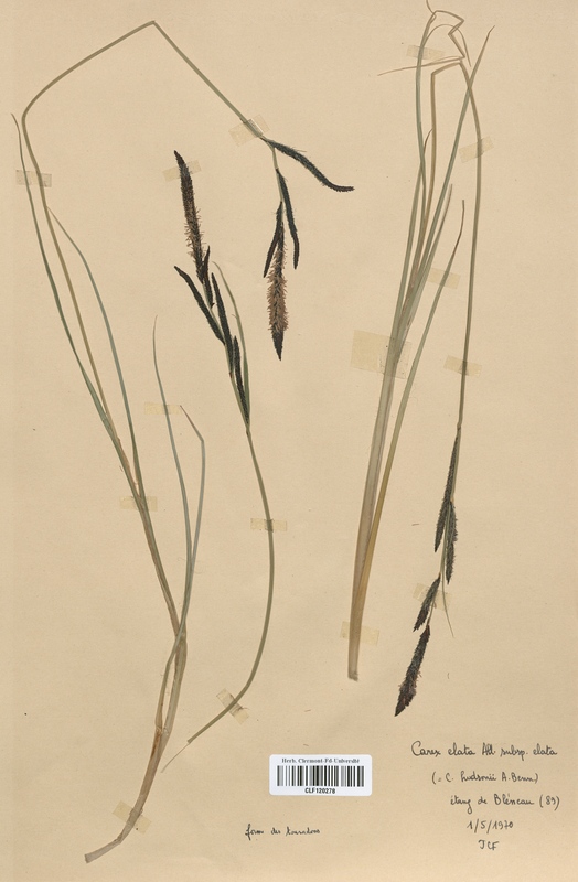 Carex elata (Cyperaceae)