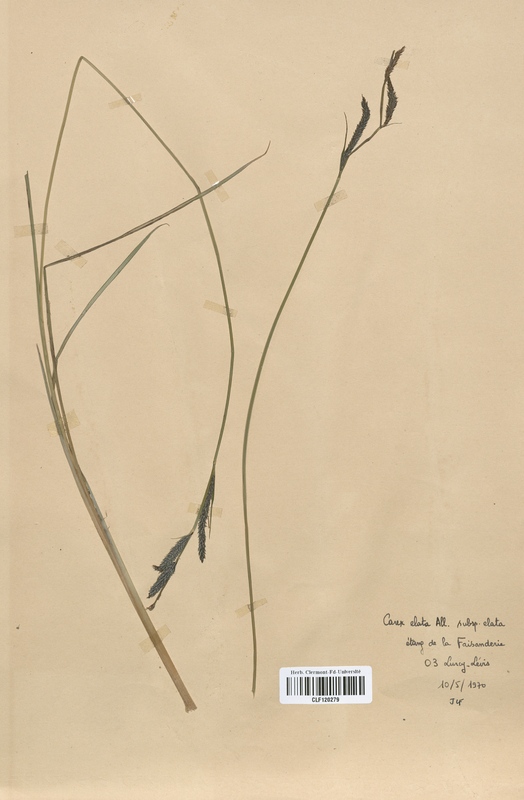 Carex elata (Cyperaceae)