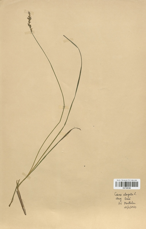 Carex elongata (Cyperaceae)