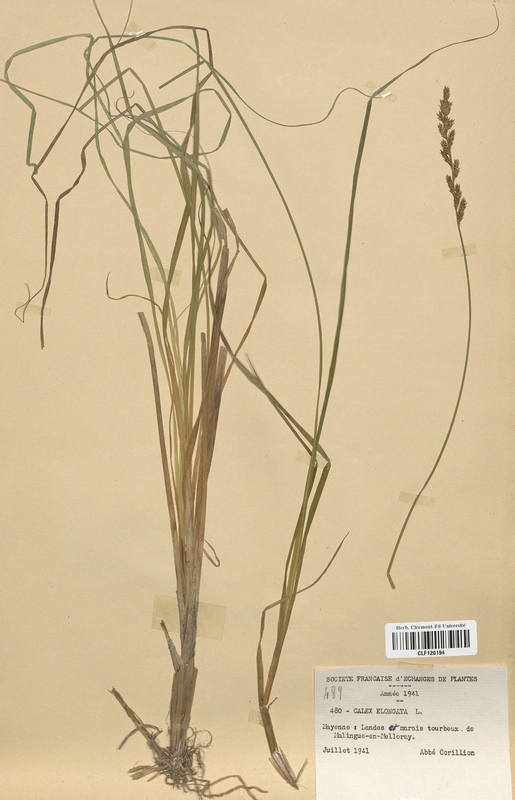 Carex elongata (Cyperaceae)