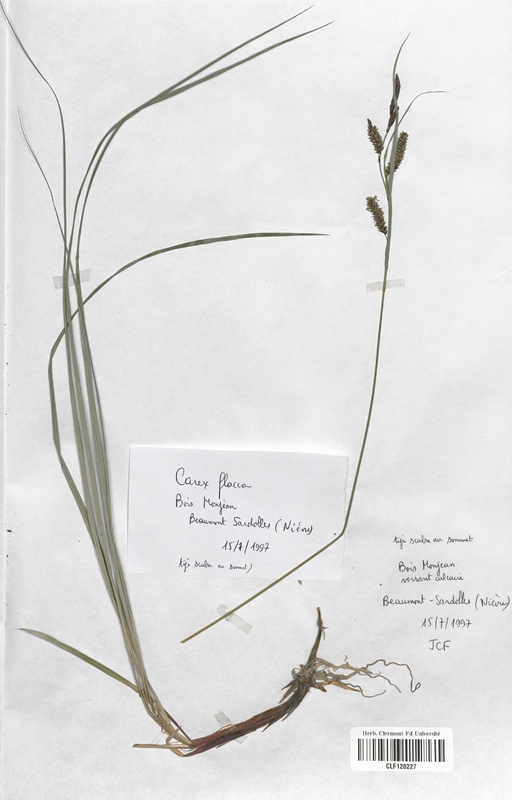 Carex flacca (Cyperaceae)