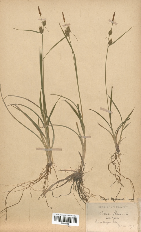 Carex flava lepidocarpa (Cyperaceae)