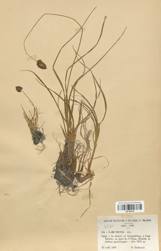 Carex foetida (Cyperaceae)