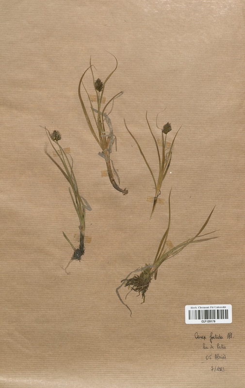 Carex foetida (Cyperaceae)