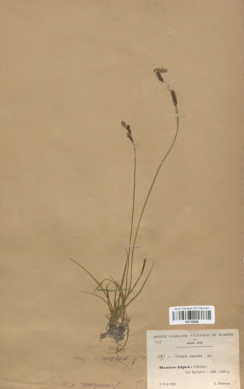 Carex frigida (Cyperaceae)