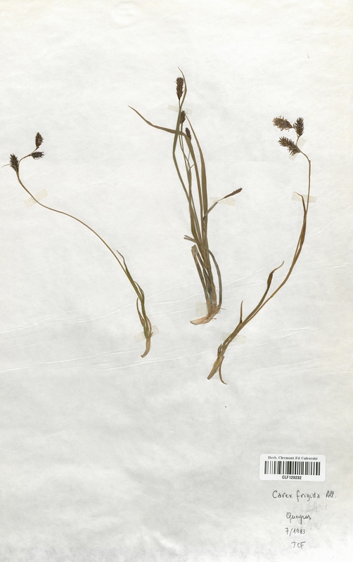Carex frigida (Cyperaceae)