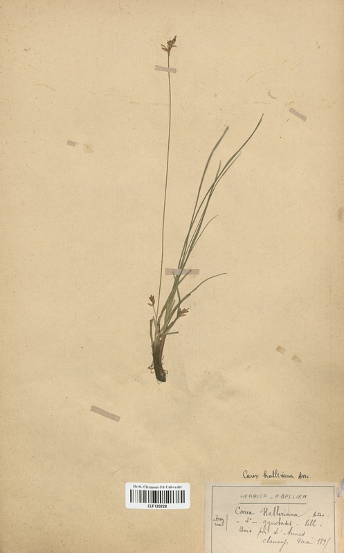 Carex hallerana (Cyperaceae)