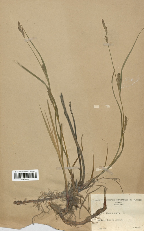 Carex hirta (Cyperaceae)