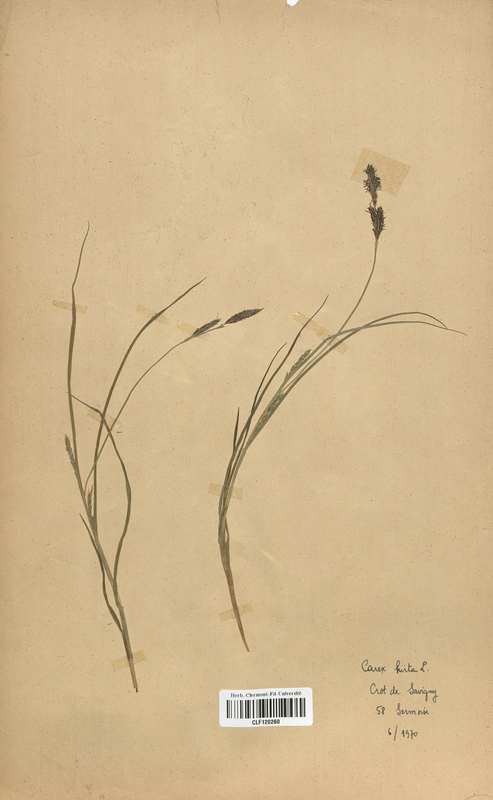 Carex hirta (Cyperaceae)