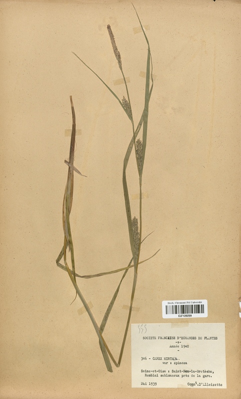 Carex hirta (Cyperaceae)
