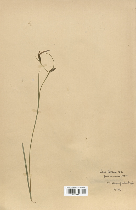 Carex hostiana (Cyperaceae)