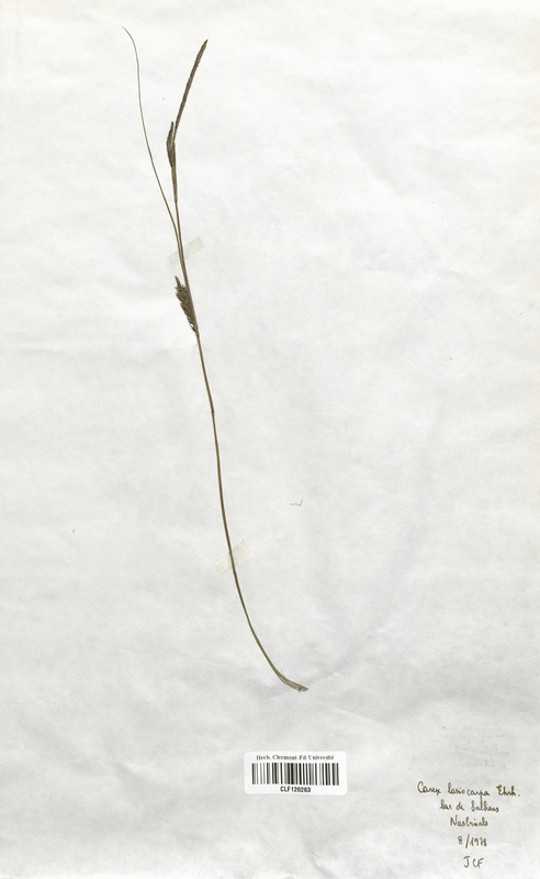Carex lasiocarpa (Cyperaceae)