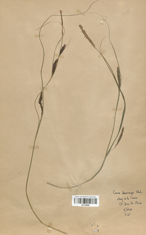 Carex lasiocarpa (Cyperaceae)