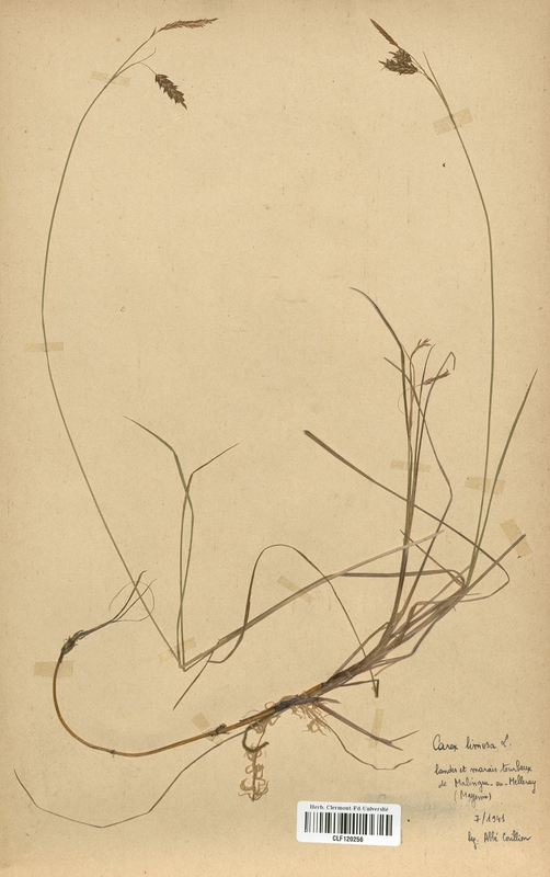 Carex limosa (Cyperaceae)