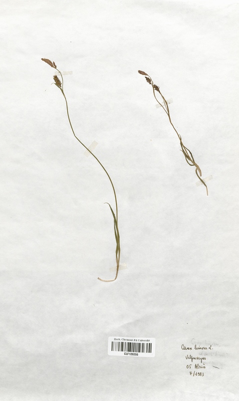 Carex limosa (Cyperaceae)