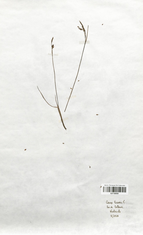 Carex limosa (Cyperaceae)