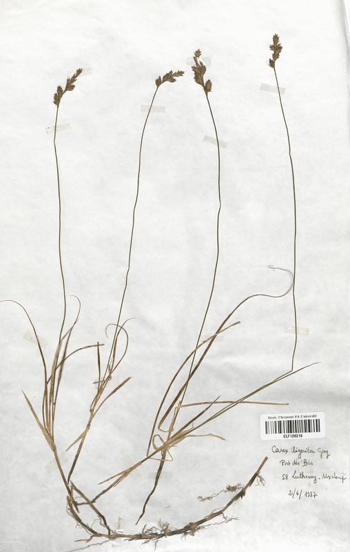 Carex ligerica (Cyperaceae)