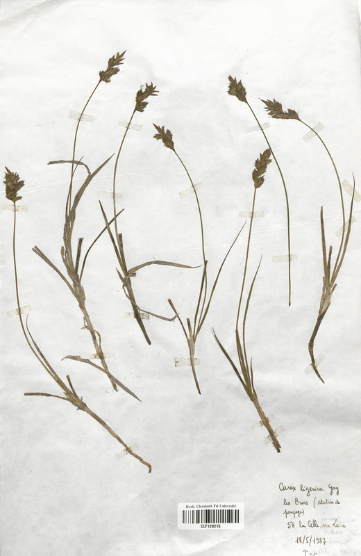 Carex ligerica (Cyperaceae)