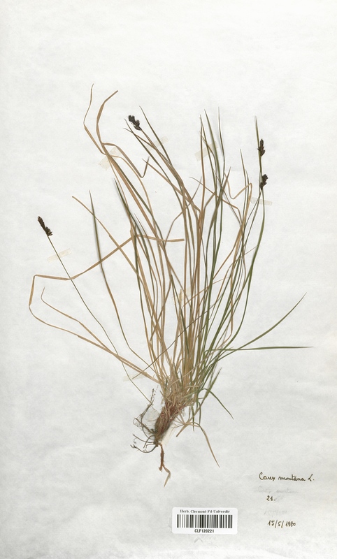 Carex montana (Cyperaceae)