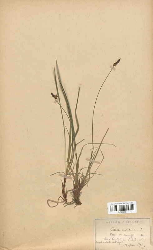 Carex montana (Cyperaceae)
