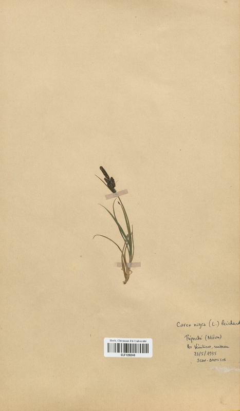Carex nigra (Cyperaceae)