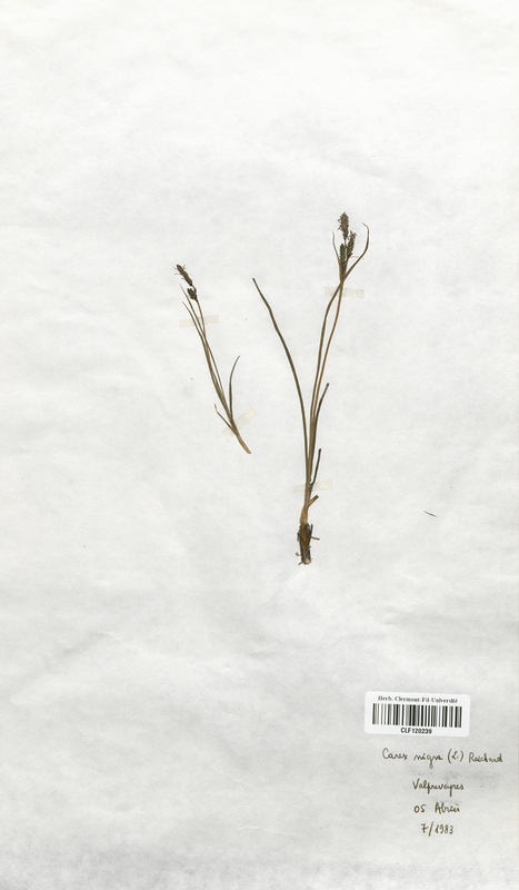 Carex nigra (Cyperaceae)