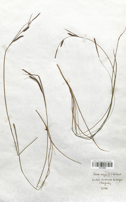 Carex nigra (Cyperaceae)