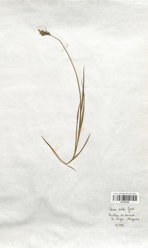 Carex ovalis (Cyperaceae)
