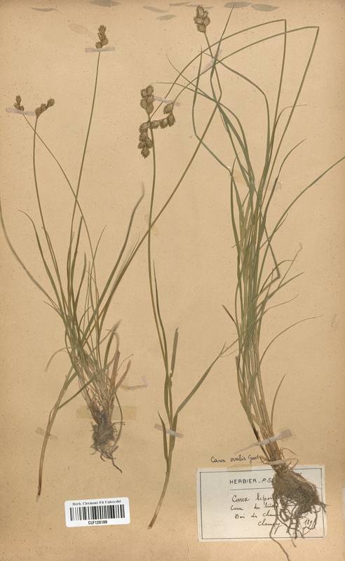 Carex ovalis (Cyperaceae)