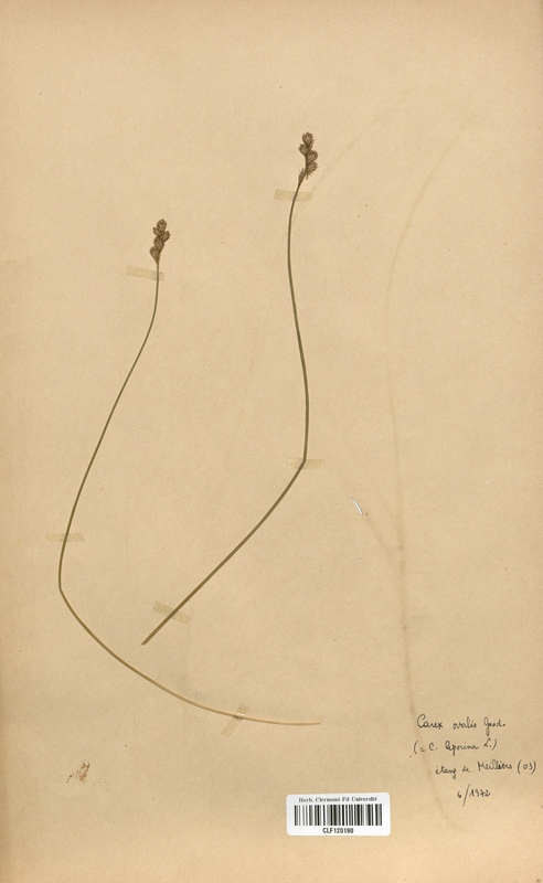 Carex ovalis (Cyperaceae)