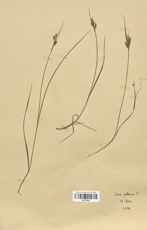 Carex pallescens (Cyperaceae)